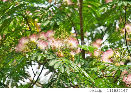 ピンクのネムノキの花（夏、六月） 111682147