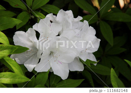 ツツジの花 ツツジの花 111682148