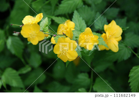 山吹の花 山吹の花 111682149