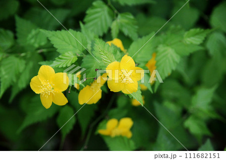 山吹の花 111682151