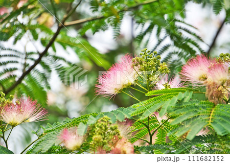 ピンクのネムノキの花（夏、六月） 111682152