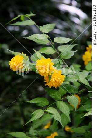 山吹の花 111682153