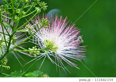 ピンクのネムノキの花（夏、六月） 111682154