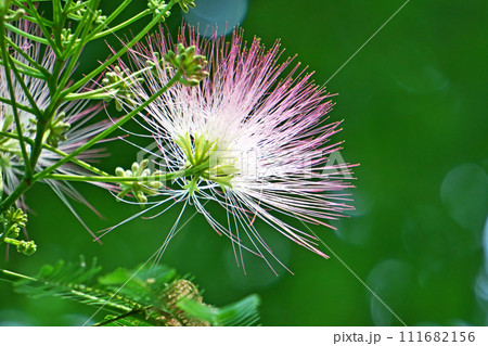 ピンクのネムノキの花(夏、六月) ピンクのネムノキの花(夏、六月) 111682156