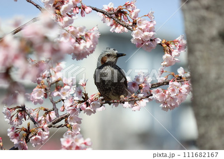 桜の甘い香りに誘われてヒヨドリが飛来ー壱 桜の甘い香りに誘われてヒヨドリが飛来ー壱 111682167