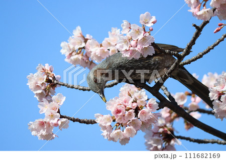 桜の甘い香りに誘われてヒヨドリが飛来ー参 桜の甘い香りに誘われてヒヨドリが飛来ー参 111682169