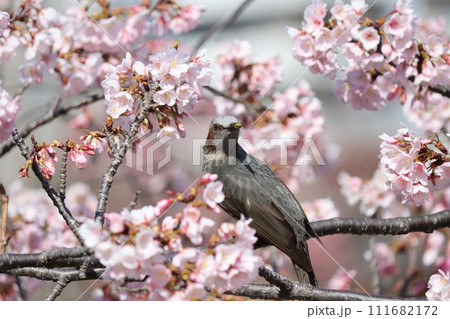 桜の甘い香りに誘われてヒヨドリが飛来ー六 111682172
