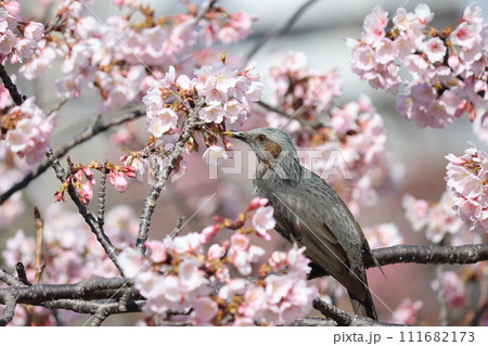 桜の甘い香りに誘われてヒヨドリが飛来ー七 111682173