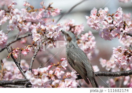 桜の甘い香りに誘われてヒヨドリが飛来ー八 桜の甘い香りに誘われてヒヨドリが飛来ー八 111682174