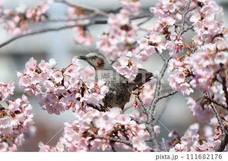 桜の甘い香りに誘われてヒヨドリが飛来ー拾 111682176