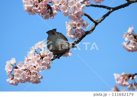 花の豊富な春はヒヨドリにも至福の季節 111682179