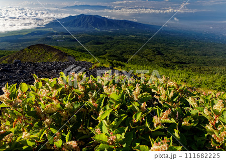 富士山・宝永火口のイタドリと愛鷹山・伊豆の山並み 富士山・宝永火口のイタドリと愛鷹山・伊豆の山並み 111682225