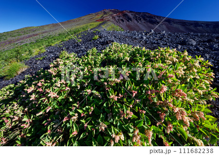 宝永火口縁のイタドリと富士山山頂の眺め 111682238