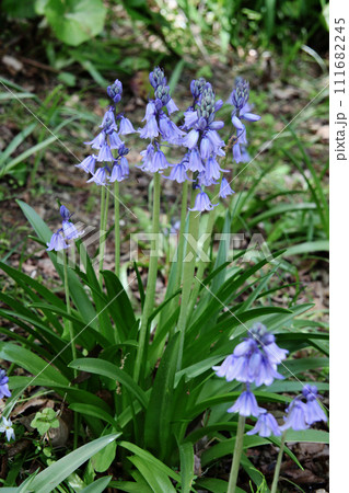 シラー・カンパニュラータ シラー・カンパニュラータ 111682245