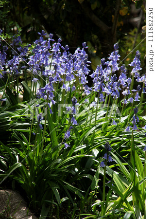 シラー・カンパニュラータ シラー・カンパニュラータ 111682250
