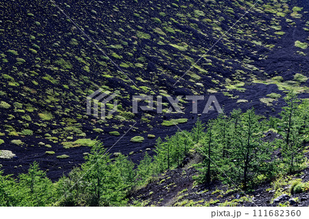 夏の富士山・宝永火口の緑 111682360