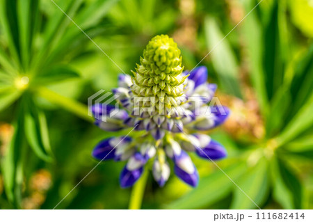 クローズアップ・ルピナス~春の彩り~ クローズアップ・ルピナス~春の彩り~ 111682414