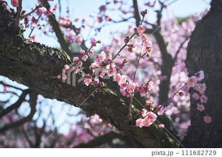 満開の梅の花　淡紅 111682729