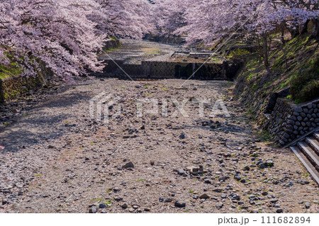 京都府亀岡市のせせらぎの桜「満開の七谷川を撮影 京都府亀岡市のせせらぎの桜「満開の七谷川を撮影 111682894