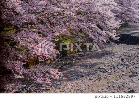 京都府亀岡市のせせらぎの桜「満開の七谷川を撮影 111682897