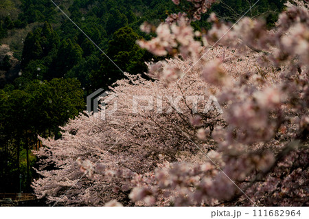 京都府亀岡市のせせらぎの桜「満開の七谷川を撮影 京都府亀岡市のせせらぎの桜「満開の七谷川を撮影 111682964