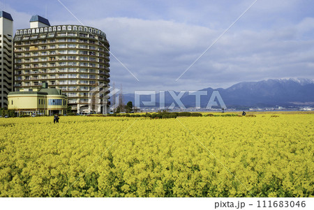 菜の花畑のある風景 111683046
