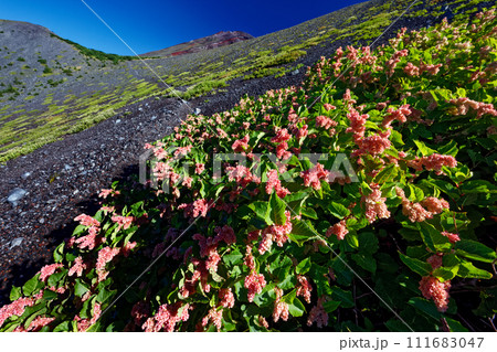 メイゲツソウ咲く御殿庭から見る富士山山頂 111683047