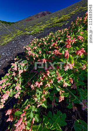 メイゲツソウ咲く御殿庭から見る富士山山頂 111683048