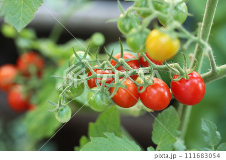 家庭菜園の夏野菜　鈴なりのミニトマト 111683054