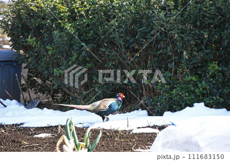 家庭菜園の中を歩きまわるオスのキジ 111683150
