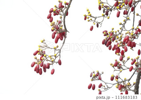沢山の赤く萎れた実と黄色い花のつぼみをつけたサンシュユの木 111683183