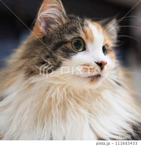 猫　ノルウェージャンフォレストキャット 111683433