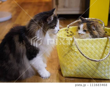 猫 ノルウェージャンフォレストキャット 猫 ノルウェージャンフォレストキャット 111683468