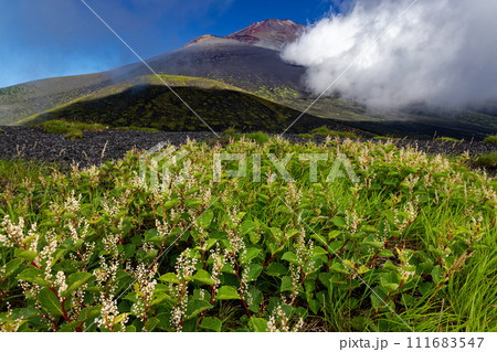 オンタデ咲く二ツ塚・下塚から見る雲湧く富士山山頂 オンタデ咲く二ツ塚・下塚から見る雲湧く富士山山頂 111683547