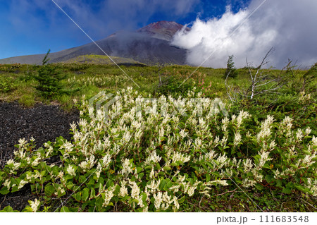 オンタデ咲く二ツ塚・下塚から見る雲湧く富士山山頂 オンタデ咲く二ツ塚・下塚から見る雲湧く富士山山頂 111683548