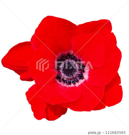 孤立した赤いアネモネの花/グラフィック素材 孤立した赤いアネモネの花/グラフィック素材 111683565