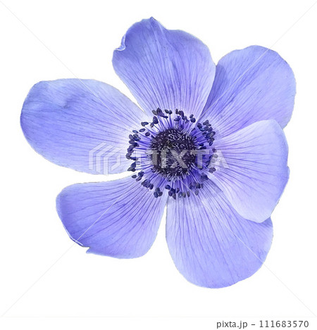 孤立した青いアネモネの花/グラフィック素材 孤立した青いアネモネの花/グラフィック素材 111683570