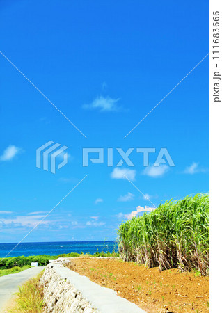 沖縄 夏の青空とさとうきび畑 沖縄 夏の青空とさとうきび畑 111683666