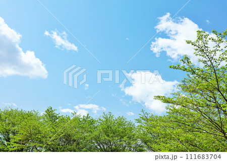 初夏の青空　新緑の木 111683704