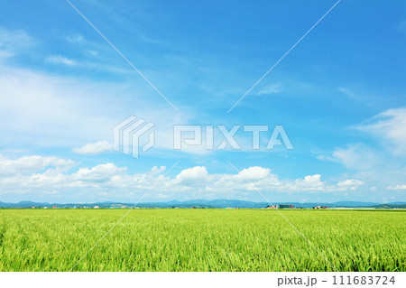 北海道 青空の田んぼ風景 北海道 青空の田んぼ風景 111683724