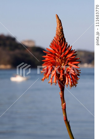 来島海峡の砂浜に咲くアロエの花 111683770
