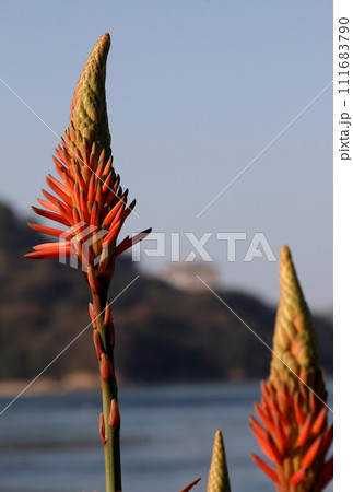 来島海峡の砂浜に咲くアロエの花 来島海峡の砂浜に咲くアロエの花 111683790