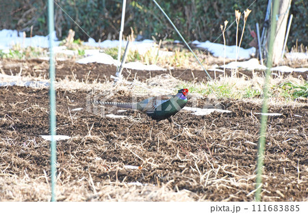 家庭菜園の中を歩きまわるオスのキジ 111683885