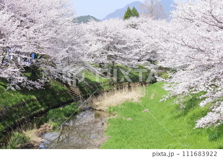 川のせせらぎと桜並木 川のせせらぎと桜並木 111683922