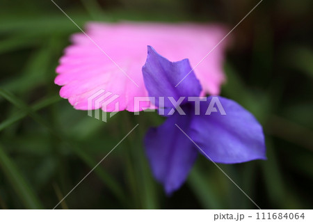 タチハナアナナスの花 タチハナアナナスの花 111684064