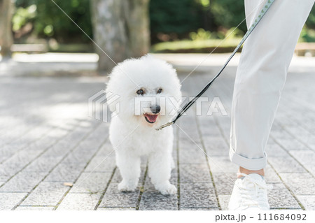 散歩をする犬・ビションフリーゼ 散歩をする犬・ビションフリーゼ 111684092