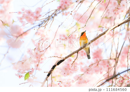 桜とキビタキ 111684560