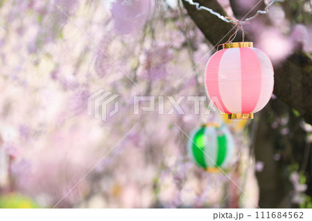 桜まつりの提灯 桜まつりの提灯 111684562