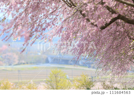 風に揺れる枝垂れ桜 風に揺れる枝垂れ桜 111684563
