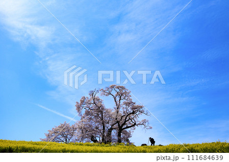 塩ノ崎の大桜を撮影するカメラマン 塩ノ崎の大桜を撮影するカメラマン 111684639